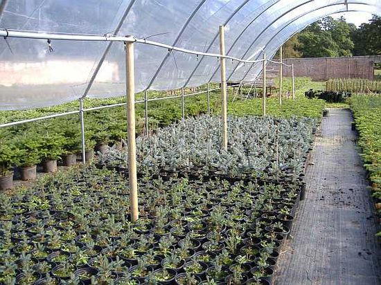 Pot Grown Blue Spruce