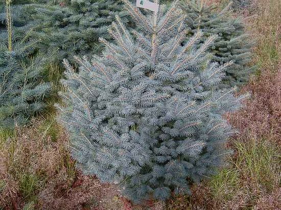 Pot Grown Blue Spruce
